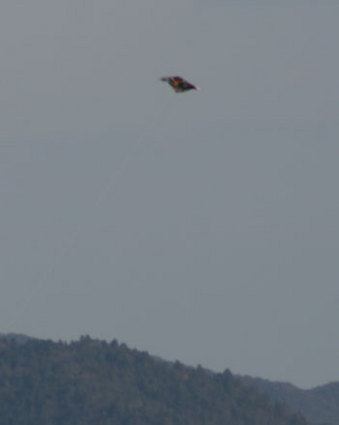 IMG_1587.jpg